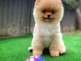 Show kalitede olan pomeranian boo yavrumuz 