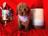 TATLI TADINDA TOY POODLE YAVRULARI