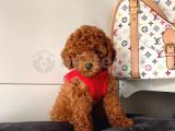 ANNE ALTINDAN RED TOY POODLE YAVRULARIMIZ 