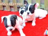 FRENCH BULLDOG YAVRULAR İZMİR 0553.0827380