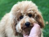 Yarışma düzeyi Toy Poodle