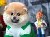 En Şirininden Pomeranian Boo yavrumuz 