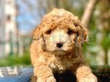 F1 kalite Dünya tatlısı maltipoo yavrularımız sizlerle