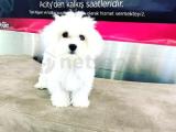 ORJİNAL MALTESE TERRİER YAVRUSU 