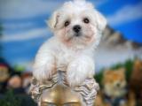 Maltipoo Safkan anne baba