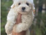 Kar beyaz mini maltese terrier yavrularımız