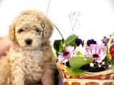 Mini Boy Toy Poodle Yavrular