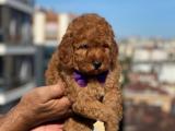 Toy poodle bekleyen