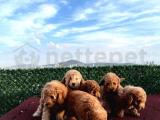 Sevimli Red Brown Toy Poodle Yavrlarımız