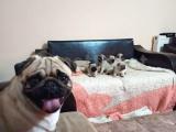 Irk ve saglik garantili pug mops bebekler