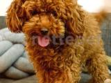 AILENIZIN YENI UYESİ TOY POODLE YAVRULARI