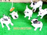 SAFKAN  FRENCH BULLDOG YAVRULAR  İZMİR 0553.0827380