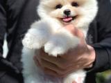 Irk ve sağlık garantili pomeranian boo yavrularımız