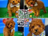 Toy Poodle Safkan Brown Yavru Oğlumuz FISTIK / Yavrupatiler