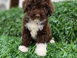 ÇİKOLATA TOY POODLE YAVRULARIMIZ