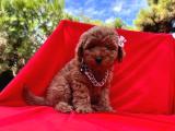 BEBEK SURAT TOY POODLE 