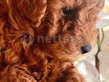 TOY POODLE YAVRULARI 