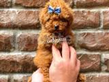 Mini red brown toy poodle erkek yavrumuz @catboyssss da