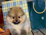 Irkının en iyisi Pomeranian Boo