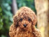 YAVRU POODLE BEBEK