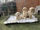 Golden Retriewer Yavrularım Irk garantili 