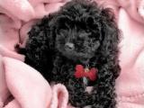 SİYAH POODLE YAVRULARIMIZ ORJİNAL SAFKAN