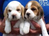 Orjinal ırk ve sağlık garantili Beagle yavrular 