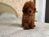 Dişi Orjinal Toy Poodle