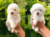 Dişi ve Erkek Maltese Terrier Yavrularımız 