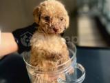 Anne Altından Dişi Toy Poodle Yavrumuz