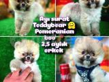 Ayı Surat TeddyBear Pomeranian Boo Oğlumuz Badem /Yavrupartiler