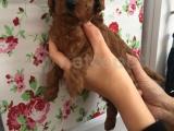 Irk Ve Sağlık Garantili Toy Poodle 