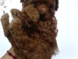 Secereli toy poodle