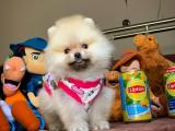 Teddy bear safkan Pomeranian boo yavrumuz