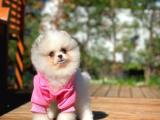 Minik Paticik Pomeranian Boo Yavrumuz Berrny