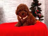 ANNE ALTINDAN TOY POODLE 