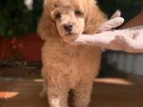 Show Traşlı Toy Poodle Yavru