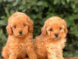 SAĞLIK GARANTİLİ TOY POODLE YAVRULARIMIZ