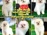 A SINIFI Ayı surat Teddyface Pomeranian Boo Oğlumuz 