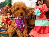 Toypoodle mini boy oyuncul dişi red yavrumuz