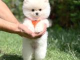 Irk ve sağlık garantili pomeranian boo yavrularımız