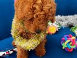 RED BROWN TOY POODLE YAVRULARIMIZ