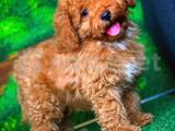 En güzelinden Red Toy Poodle yavrumuz