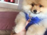 Pomeranian boo teddy bear 3 aylık tuvalet eğitimli yavru