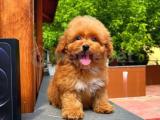 Zeki enerjik çok güzel Toy Poodle yavrumuz 