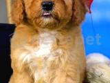 Yavru Patiler'den Red Brown toy Poodle yavrusu