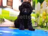 RESMİ ÜRETİCİDEN SİYAH TOY POODLE YAVRULAR