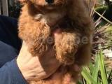 2 aylık orjinal toy poodle yavru