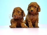 RESMİ ÜRETİCİDEN RED TOY POODLE YAVRULAR