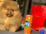 Miniboy boy A kalite pomeranian yavrularımız